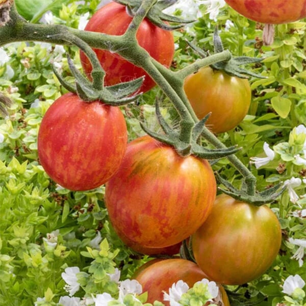West Coast Seeds Cherry Tomato